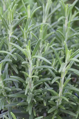 Rosmarinus officinalis (Rozemarijn) - afbeelding 38