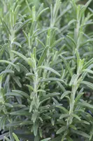 Rosmarinus officinalis (Rozemarijn) - afbeelding 38