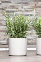 Rosmarinus officinalis (Rozemarijn) - afbeelding 40