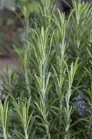 Rosmarinus officinalis (Rozemarijn) - afbeelding 43