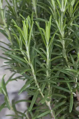 Rosmarinus officinalis (Rozemarijn) - afbeelding 44