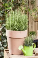 Rosmarinus officinalis (Rozemarijn) - afbeelding 48