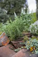 Rosmarinus officinalis (Rozemarijn) - afbeelding 50