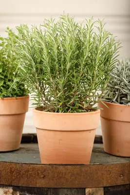 Rosmarinus officinalis (Rozemarijn) - afbeelding 58