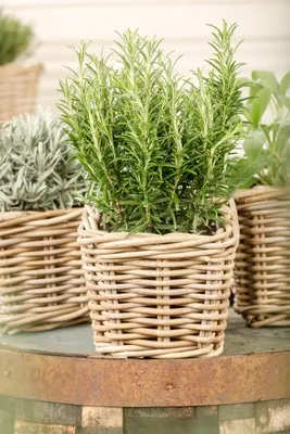 Rosmarinus officinalis (Rozemarijn) - afbeelding 62