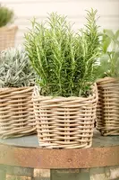 Rosmarinus officinalis (Rozemarijn) - afbeelding 62