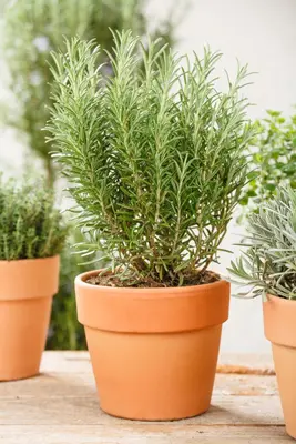 Rosmarinus officinalis (Rozemarijn) - afbeelding 63