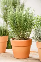 Rosmarinus officinalis (Rozemarijn) - afbeelding 63