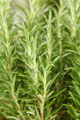 Rosmarinus officinalis (Rozemarijn) - afbeelding 64