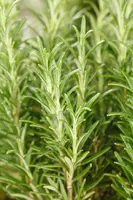 Rosmarinus officinalis (Rozemarijn) - afbeelding 64