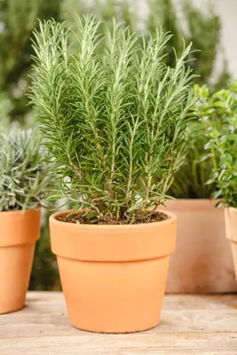 Rosmarinus officinalis (Rozemarijn) - afbeelding 71
