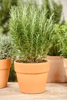 Rosmarinus officinalis (Rozemarijn) - afbeelding 71