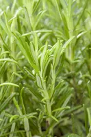 Rosmarinus officinalis (Rozemarijn) - afbeelding 73