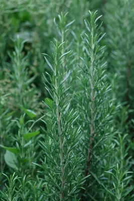 Rosmarinus officinalis (Rozemarijn) - afbeelding 75