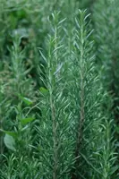 Rosmarinus officinalis (Rozemarijn) - afbeelding 75