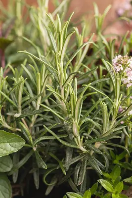 Rosmarinus officinalis (Rozemarijn) - afbeelding 76