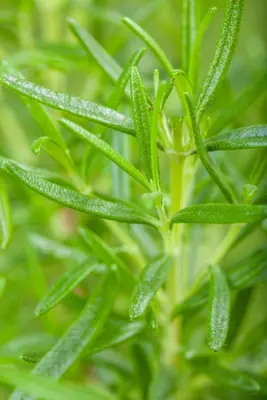 Rosmarinus officinalis (Rozemarijn) - afbeelding 77