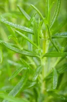 Rosmarinus officinalis (Rozemarijn) - afbeelding 77