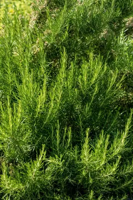 Rosmarinus officinalis (Rozemarijn) - afbeelding 78