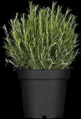 Rosmarinus officinalis (Rozemarijn) - afbeelding 12