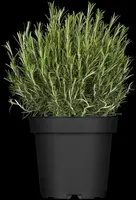 Rosmarinus officinalis (Rozemarijn) - afbeelding 12