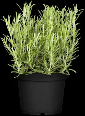 Rosmarinus officinalis (Rozemarijn) - afbeelding 51