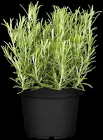 Rosmarinus officinalis (Rozemarijn) - afbeelding 51