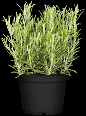 Rosmarinus officinalis (Rozemarijn) - afbeelding 52