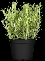 Rosmarinus officinalis (Rozemarijn) - afbeelding 52