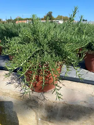 Rosmarinus officinalis (Rozemarijn) - afbeelding 1