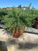 Rosmarinus officinalis (Rozemarijn) - afbeelding 1