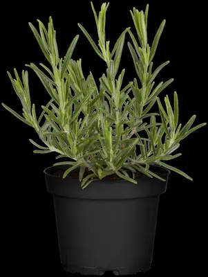 Rosmarinus officinalis (Rozemarijn) - afbeelding 72