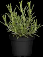 Rosmarinus officinalis (Rozemarijn) - afbeelding 72