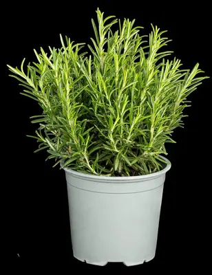 Rosmarinus officinalis (Rozemarijn) - afbeelding 79