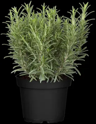 Rosmarinus officinalis (Rozemarijn) - afbeelding 42