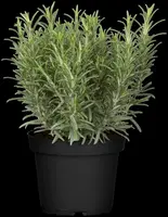 Rosmarinus officinalis (Rozemarijn) - afbeelding 42