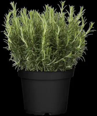 Rosmarinus officinalis (Rozemarijn) - afbeelding 46