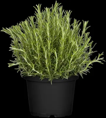 Rosmarinus officinalis (Rozemarijn) - afbeelding 49