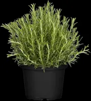 Rosmarinus officinalis (Rozemarijn) - afbeelding 49