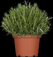Rosmarinus officinalis (Rozemarijn) - afbeelding 13