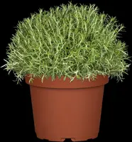 Rosmarinus officinalis (Rozemarijn) - afbeelding 19