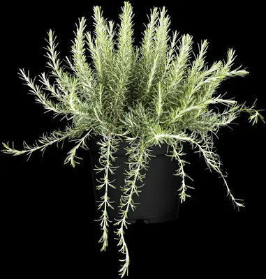 Rosmarinus officinalis (Rozemarijn) - afbeelding 16