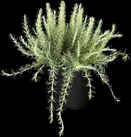 Rosmarinus officinalis (Rozemarijn) - afbeelding 16