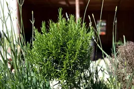 Rosmarinus officinalis (Rozemarijn) - afbeelding 2