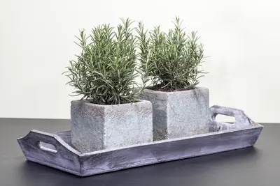 Rosmarinus officinalis (Rozemarijn) - afbeelding 4
