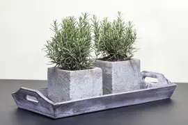 Rosmarinus officinalis (Rozemarijn) - afbeelding 4