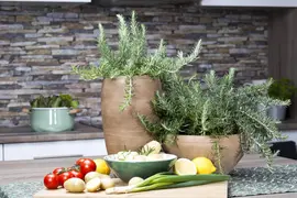 Rosmarinus officinalis (Rozemarijn) - afbeelding 6