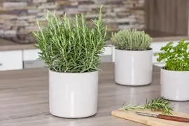 Rosmarinus officinalis (Rozemarijn) - afbeelding 31