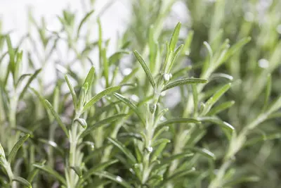 Rosmarinus officinalis (Rozemarijn) - afbeelding 35