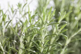Rosmarinus officinalis (Rozemarijn) - afbeelding 35